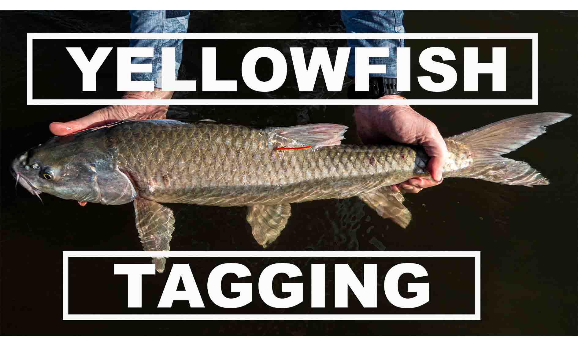 http://www.flyfishing.co.za/cdn/shop/articles/largie_thum.jpg?v=1682503607