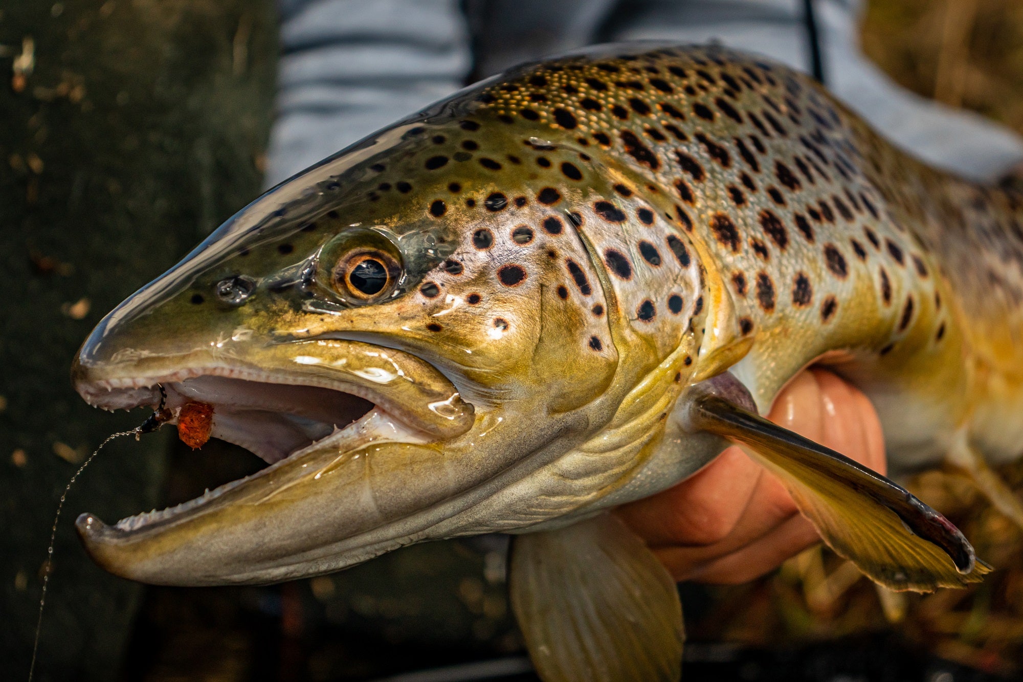 5 THINGS YOU NEVER KNEW YOU NEEDED FOR TROUT BUT DO